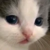 kittymeow by @oswalldy 11