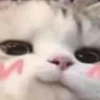 kittymeow by @oswalldy 12