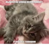 meow 15