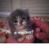 meow 16