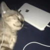 kittymeow by @oswalldy 14