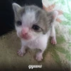 meow 19