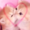 kittymeow by @oswalldy 18