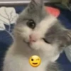 meow 20