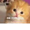 meow 22