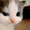 kittymeow by @oswalldy 22