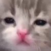 kittymeow by @oswalldy 23