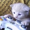 kittymeow by @oswalldy 24