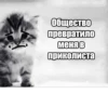 meow 24