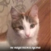 meow 25