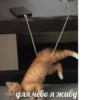 meow 26