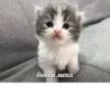 meow 28