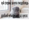 meow 29