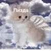 meow 30
