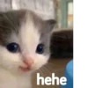 Hehe :: 3