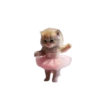 Kawaii 7