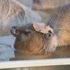 капибарочки дрYзьR 4
