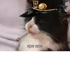 jojocats 5