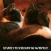 БРАТВУ НА СИСЬКИ НЕ МЕНЯЮ!!!