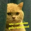 что смотришь дебил приемный
