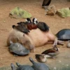 капибарочки дрYзьR 9
