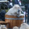 капибарочки дрYзьR 10