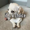 homophobic animals 11