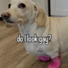 homophobic animals 18