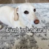 homophobic animals 21