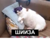 jojocats 12