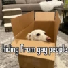 homophobic animals 24