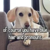 homophobic animals 25