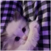 Kitty-ket 5