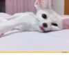 Lisabliat 8