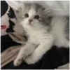 Kitty-ket 6