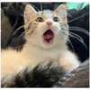 Kitty-ket 7