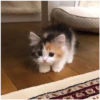 Kitty-ket 8