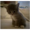 Kitty-ket 9