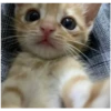 Kitty-ket 12