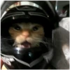 Kitty-ket 13