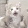 Kitty-ket 14