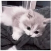Kitty-ket 15