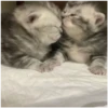 Kitty-ket 16