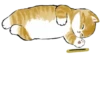 Kittens 14