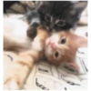 Kitty-ket 17