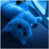 Kitty-ket 18