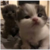 Kitty-ket 19