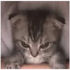 Kitty-ket 20