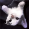 Kitty-ket 21