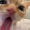 Kitty-ket 23